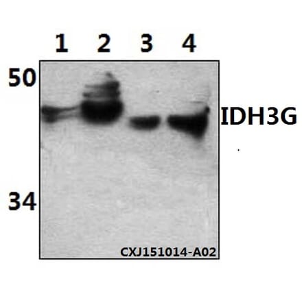 Anti-IDH3G Antibody from Bioworld Technology (BS61512) - Antibodies.com
