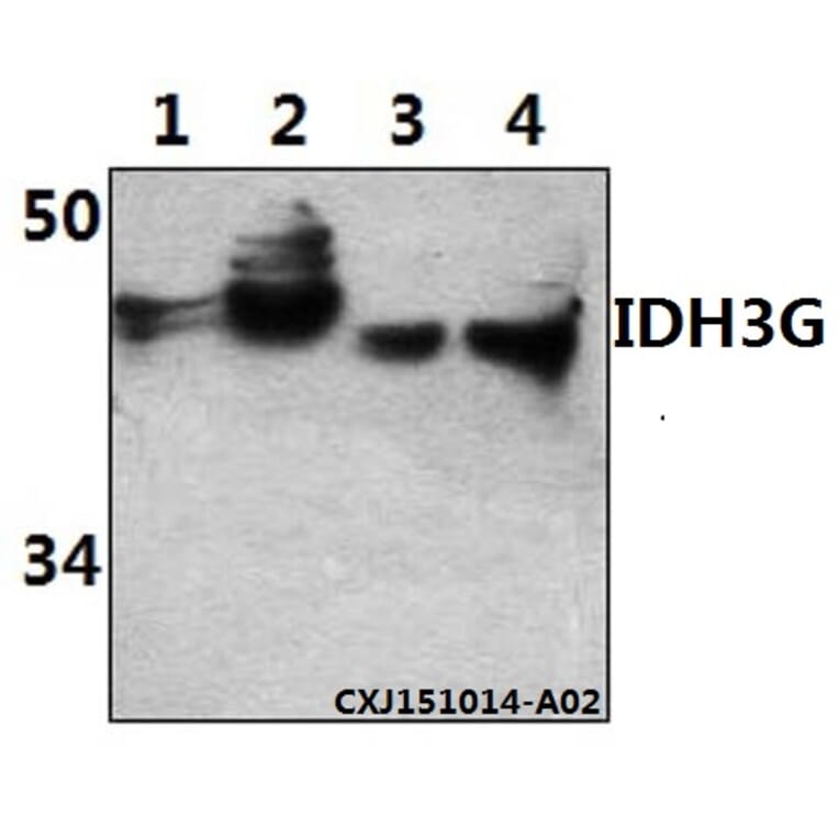 Anti-IDH3G Antibody from Bioworld Technology (BS61512) - Antibodies.com