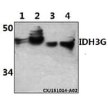 Anti-IDH3G Antibody from Bioworld Technology (BS61512) - Antibodies.com