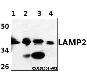 Anti-LAMP2 Antibody from Bioworld Technology (BS61513) - Antibodies.com