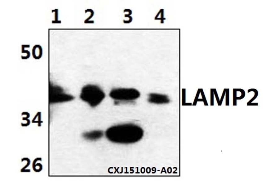 Anti-LAMP2 Antibody from Bioworld Technology (BS61513) - Antibodies.com