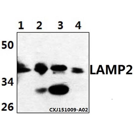 Anti-LAMP2 Antibody from Bioworld Technology (BS61513) - Antibodies.com
