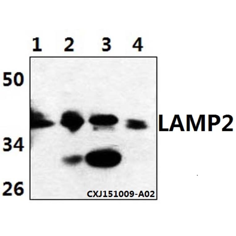 Anti-LAMP2 Antibody from Bioworld Technology (BS61513) - Antibodies.com