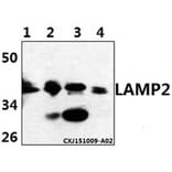 Anti-LAMP2 Antibody from Bioworld Technology (BS61513) - Antibodies.com