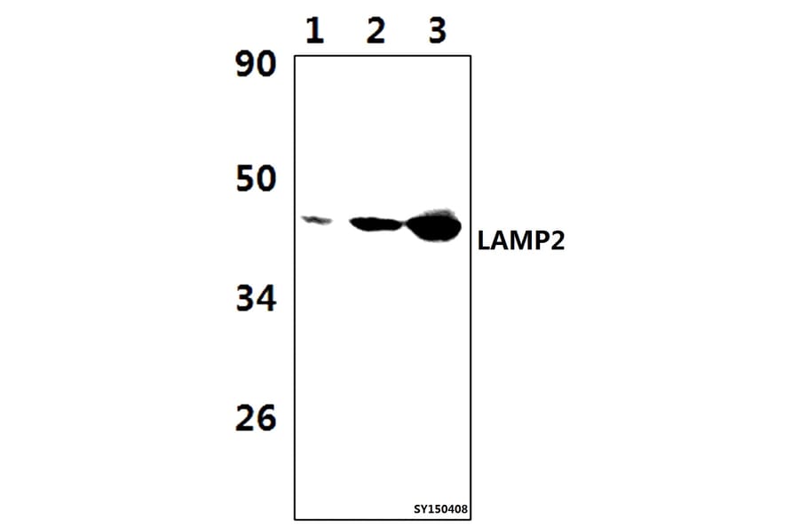 Anti-LAMP2 Antibody from Bioworld Technology (BS61513) - Antibodies.com