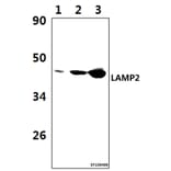 Anti-LAMP2 Antibody from Bioworld Technology (BS61513) - Antibodies.com