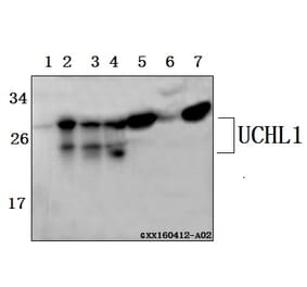 Anti-UCHL1 Antibody from Bioworld Technology (BS61514) - Antibodies.com