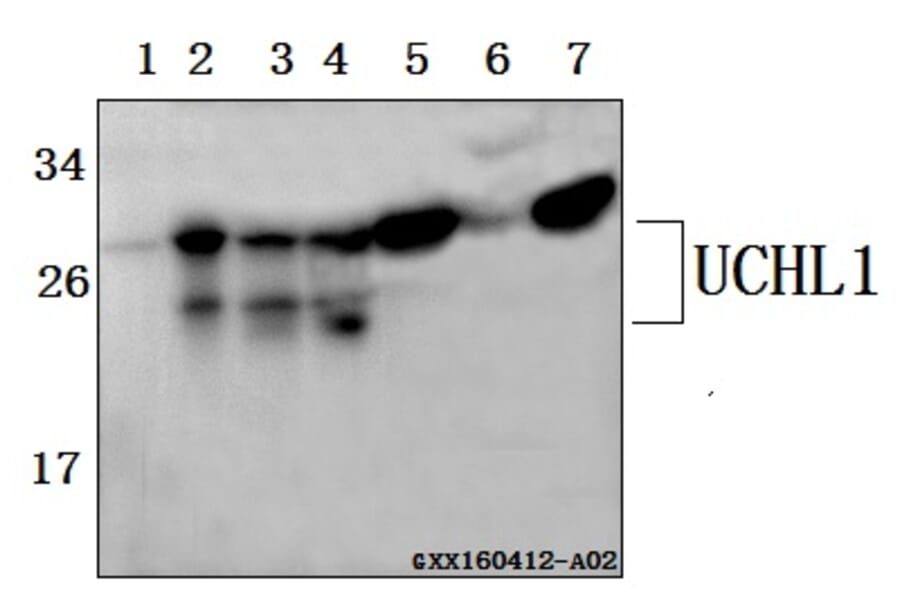 Anti-UCHL1 Antibody from Bioworld Technology (BS61514) - Antibodies.com