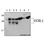 Anti-UCHL1 Antibody from Bioworld Technology (BS61514) - Antibodies.com