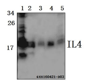 Anti-IL4 Antibody from Bioworld Technology (BS61515) - Antibodies.com