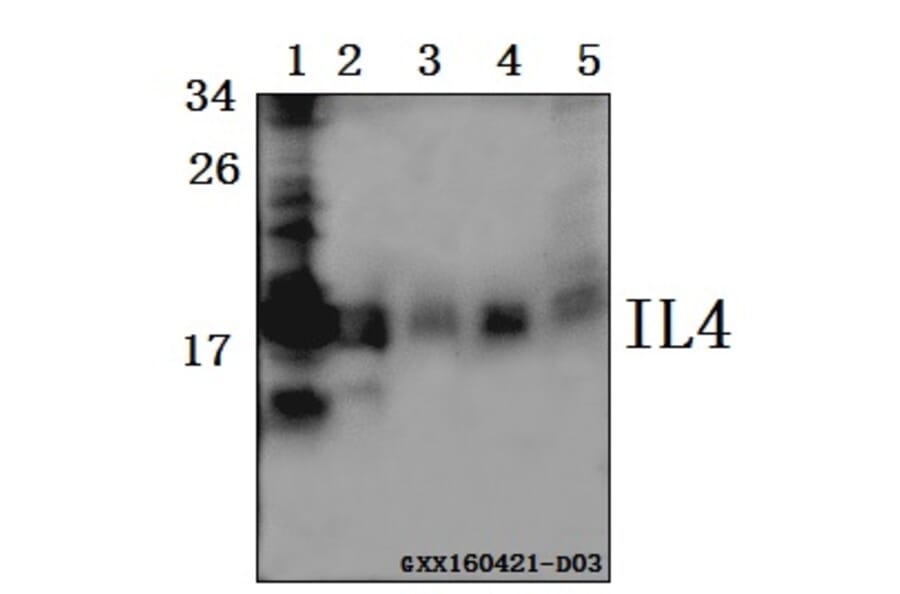 Anti-IL4 Antibody from Bioworld Technology (BS61515) - Antibodies.com