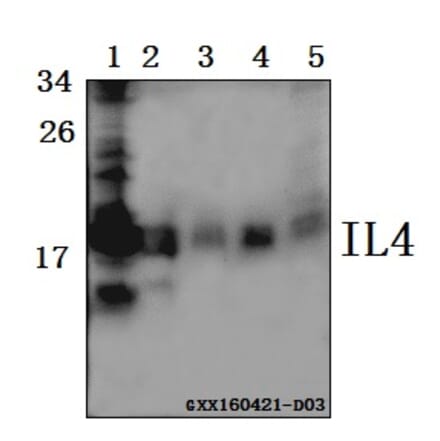 Anti-IL4 Antibody from Bioworld Technology (BS61515) - Antibodies.com