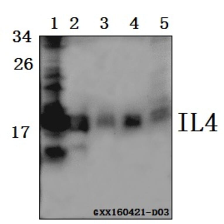 Anti-IL4 Antibody from Bioworld Technology (BS61515) - Antibodies.com