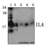 Anti-IL4 Antibody from Bioworld Technology (BS61515) - Antibodies.com