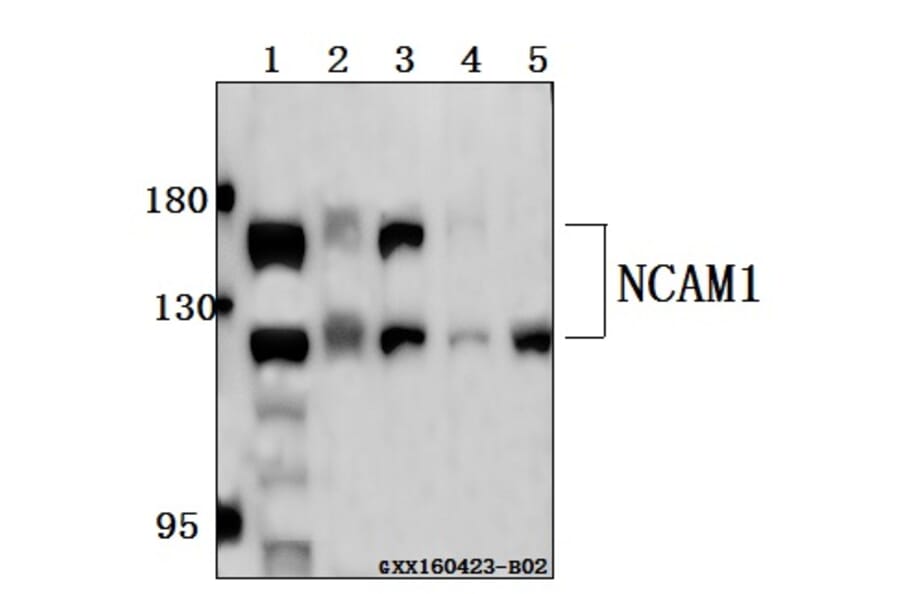 Anti-NCAM1 Antibody from Bioworld Technology (BS61516) - Antibodies.com
