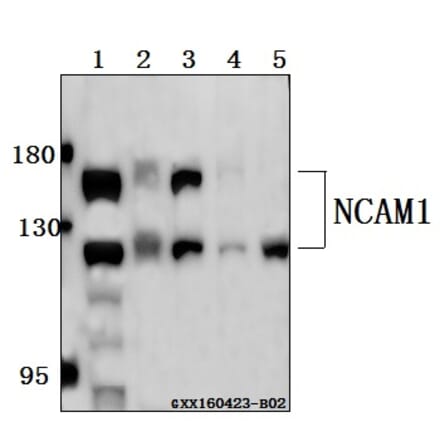 Anti-NCAM1 Antibody from Bioworld Technology (BS61516) - Antibodies.com