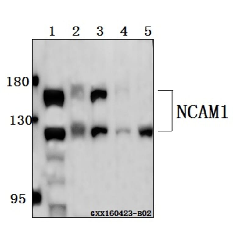 Anti-NCAM1 Antibody from Bioworld Technology (BS61516) - Antibodies.com