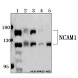 Anti-NCAM1 Antibody from Bioworld Technology (BS61516) - Antibodies.com