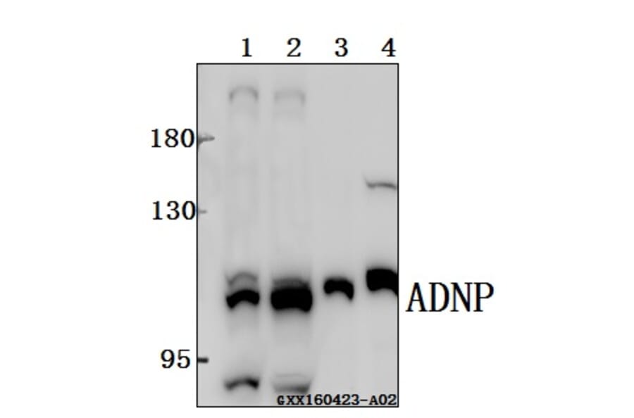 Anti-ADNP Antibody from Bioworld Technology (BS61518) - Antibodies.com