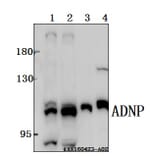 Anti-ADNP Antibody from Bioworld Technology (BS61518) - Antibodies.com