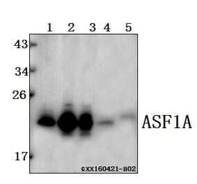 Anti-ASF1A Antibody from Bioworld Technology (BS61519) - Antibodies.com