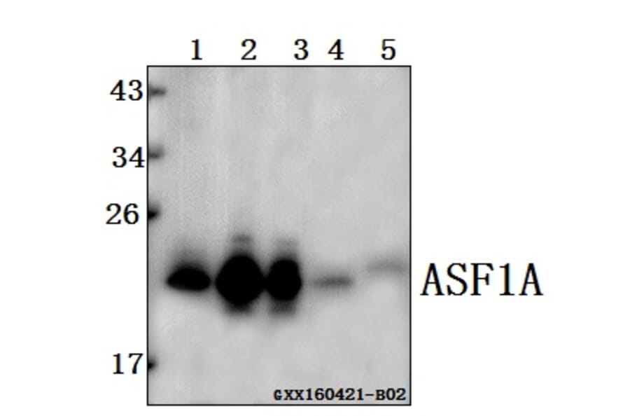 Anti-ASF1A Antibody from Bioworld Technology (BS61519) - Antibodies.com