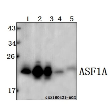 Anti-ASF1A Antibody from Bioworld Technology (BS61519) - Antibodies.com
