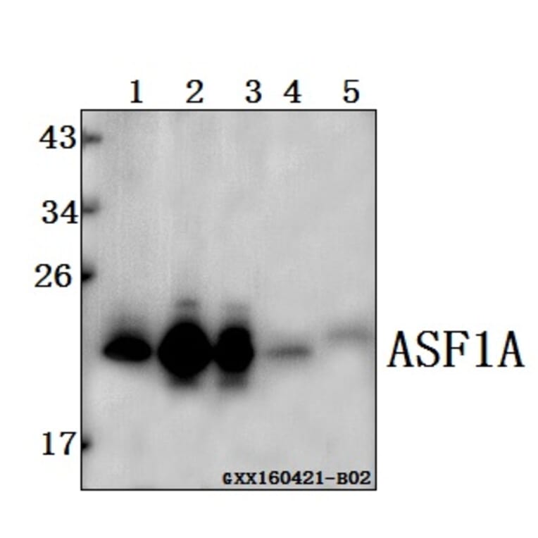 Anti-ASF1A Antibody from Bioworld Technology (BS61519) - Antibodies.com