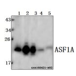 Anti-ASF1A Antibody from Bioworld Technology (BS61519) - Antibodies.com