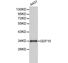 Anti-GDF-15 Antibody from Bioworld Technology (BS6152) - Antibodies.com