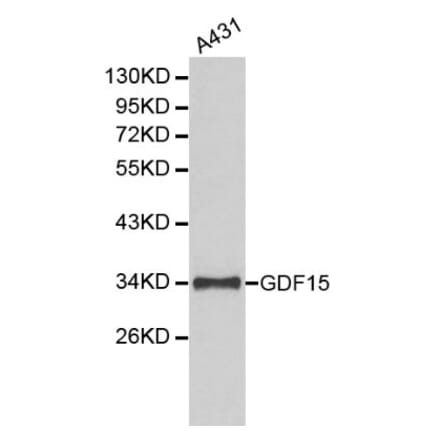 Anti-GDF-15 Antibody from Bioworld Technology (BS6152) - Antibodies.com