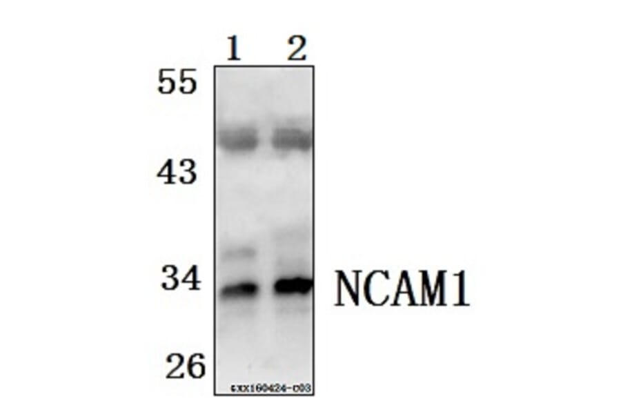 Anti-FGF5 Antibody from Bioworld Technology (BS61521) - Antibodies.com