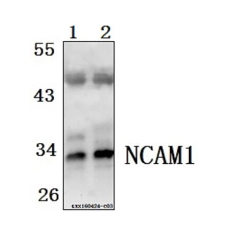 Anti-FGF5 Antibody from Bioworld Technology (BS61521) - Antibodies.com