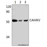 Anti-CAMKV Antibody from Bioworld Technology (BS61522) - Antibodies.com