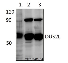 Anti-DUS2L Antibody from Bioworld Technology (BS61523) - Antibodies.com