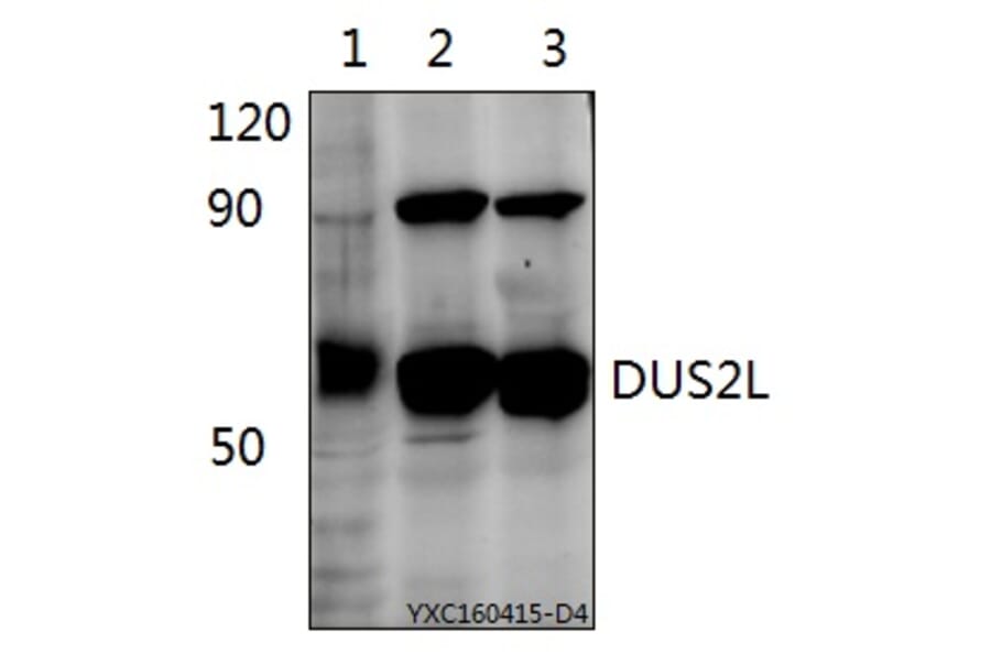 Anti-DUS2L Antibody from Bioworld Technology (BS61523) - Antibodies.com