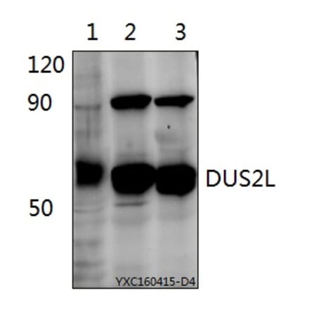 Anti-DUS2L Antibody from Bioworld Technology (BS61523) - Antibodies.com