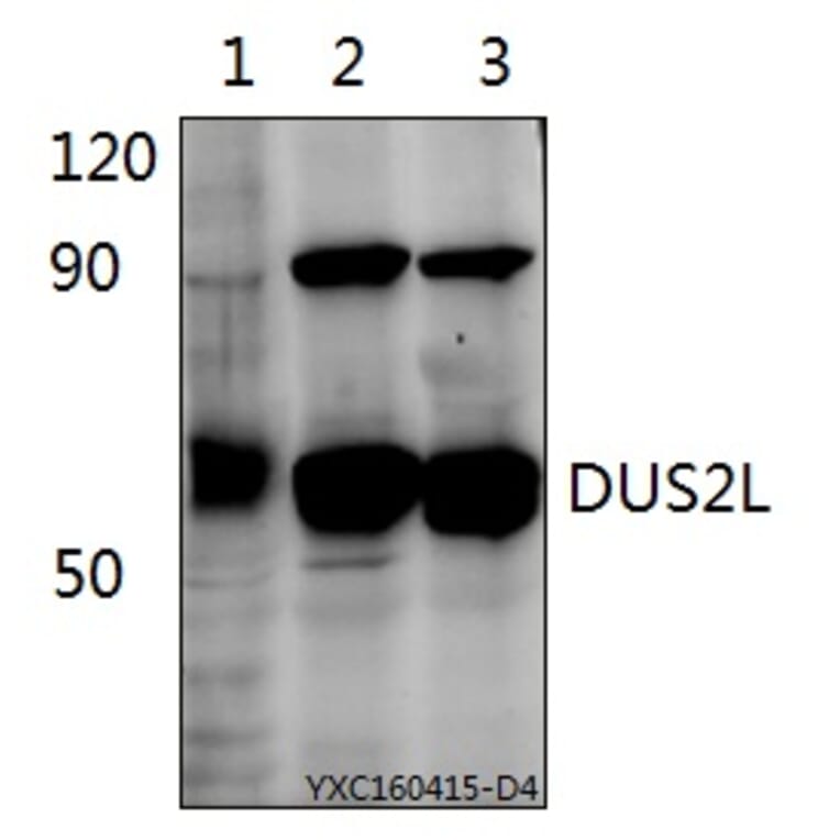 Anti-DUS2L Antibody from Bioworld Technology (BS61523) - Antibodies.com