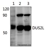 Anti-DUS2L Antibody from Bioworld Technology (BS61523) - Antibodies.com
