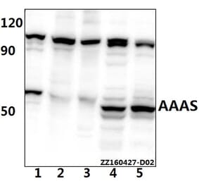 Anti-AVEN Antibody from Bioworld Technology (BS61525) - Antibodies.com