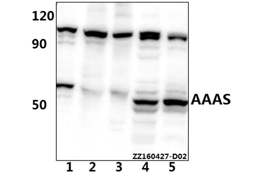 Anti-AVEN Antibody from Bioworld Technology (BS61525) - Antibodies.com