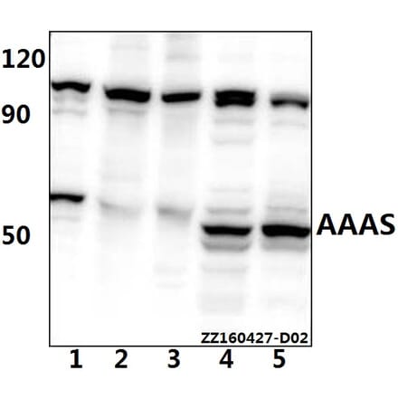 Anti-AVEN Antibody from Bioworld Technology (BS61525) - Antibodies.com