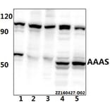 Anti-AVEN Antibody from Bioworld Technology (BS61525) - Antibodies.com