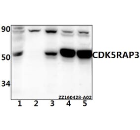 Anti-CCRL1 Antibody from Bioworld Technology (BS61526) - Antibodies.com