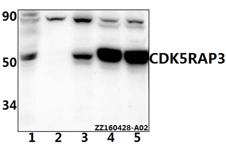 Anti-CCRL1 Antibody from Bioworld Technology (BS61526) - Antibodies.com