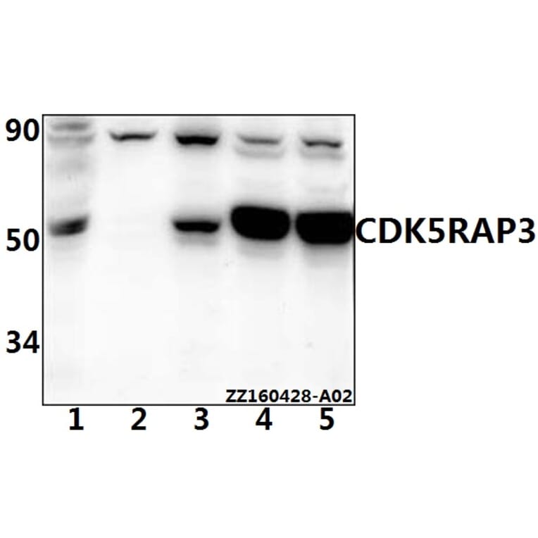 Anti-CCRL1 Antibody from Bioworld Technology (BS61526) - Antibodies.com