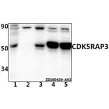 Anti-CCRL1 Antibody from Bioworld Technology (BS61526) - Antibodies.com