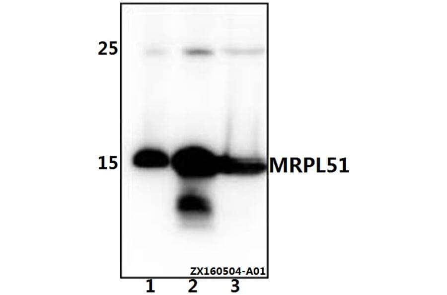 Anti-MRPL51 Antibody from Bioworld Technology (BS61527) - Antibodies.com