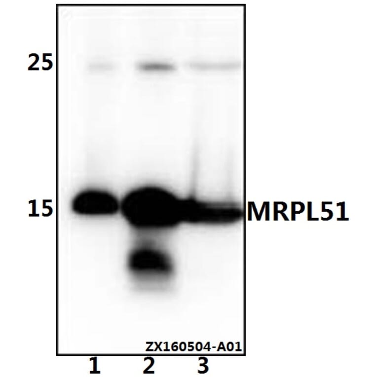 Anti-MRPL51 Antibody from Bioworld Technology (BS61527) - Antibodies.com