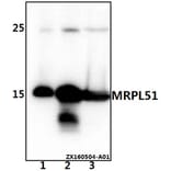 Anti-MRPL51 Antibody from Bioworld Technology (BS61527) - Antibodies.com